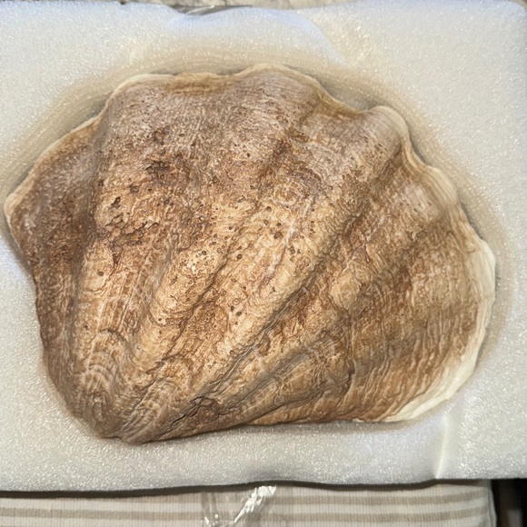 Natural Seashell Decor - Picture 1 of 2